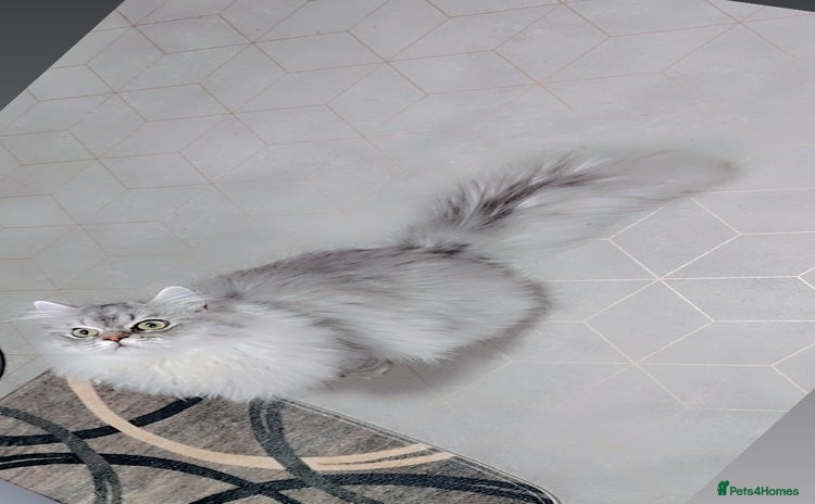 Persian cats - Advert 1