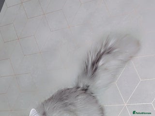 Persian cats - Advert 1