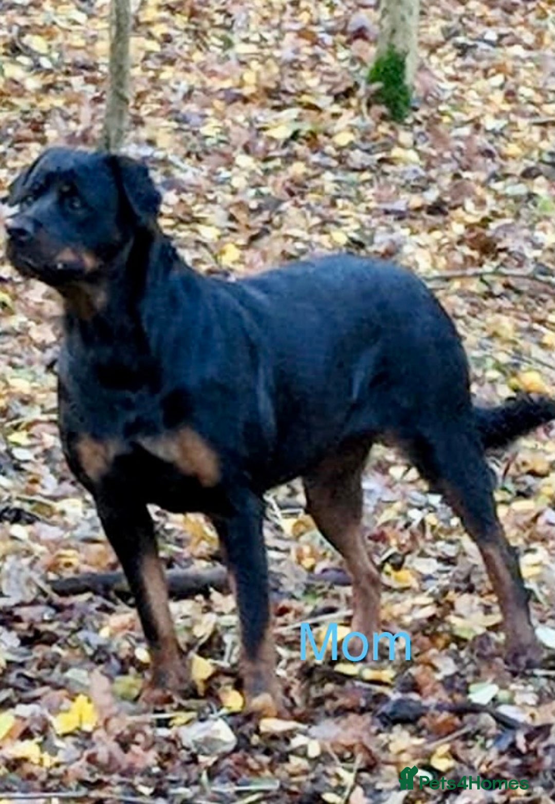 Rottweiler dogs for sale: Stunning chunky big boned Rottweiler puppies - Advert 11