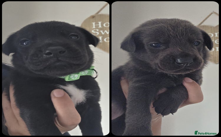 Mixed Breed dogs - Advert 8