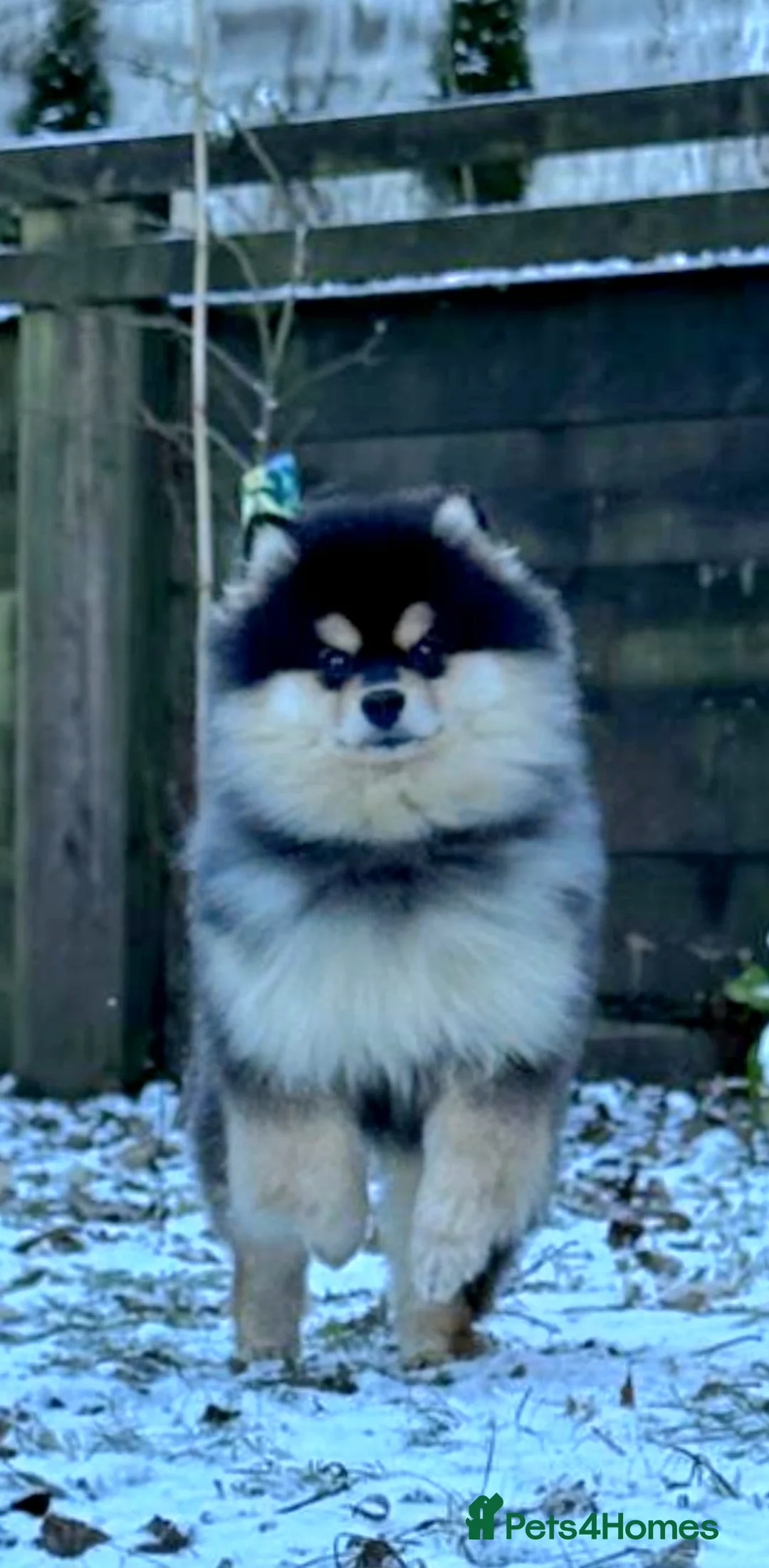 Pomsky dogs for sale: Batman F3 Pomsky boy  - Advert 1