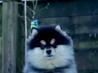 Pomsky dogs Batman F3 Pomsky boy - Advert 3