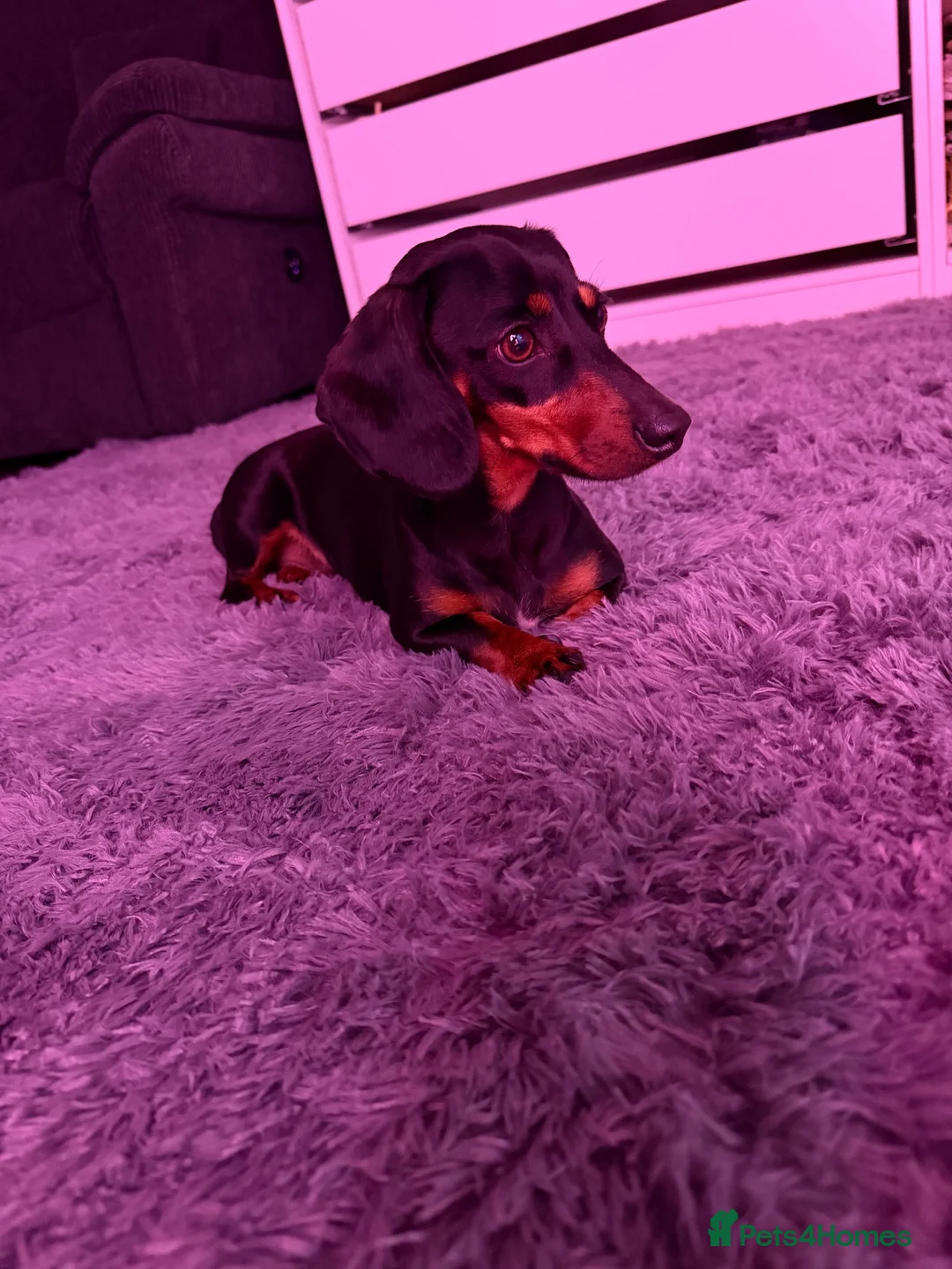 Miniature Dachshund dogs for sale: Beautiful Black and Tan miniature dachshund  in Dagenham - Advert 2