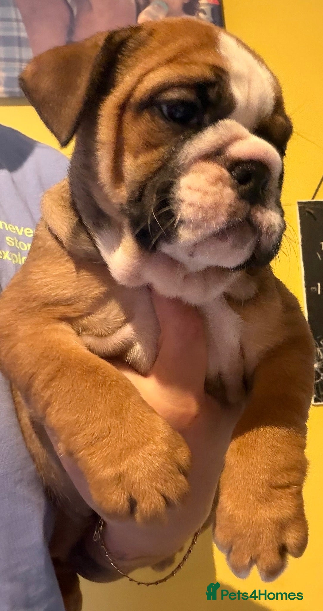 English Bulldog dogs  REDUCED BEAUTIFUL LAST GIRL KC REGISTERED - Advert 5