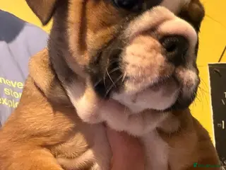 English Bulldog dogs REDUCED BEAUTIFUL LAST GIRL KC REGISTERED - Advert 5