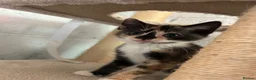 Mixed Breed cats for sale: Kittens for sale - Advert 4