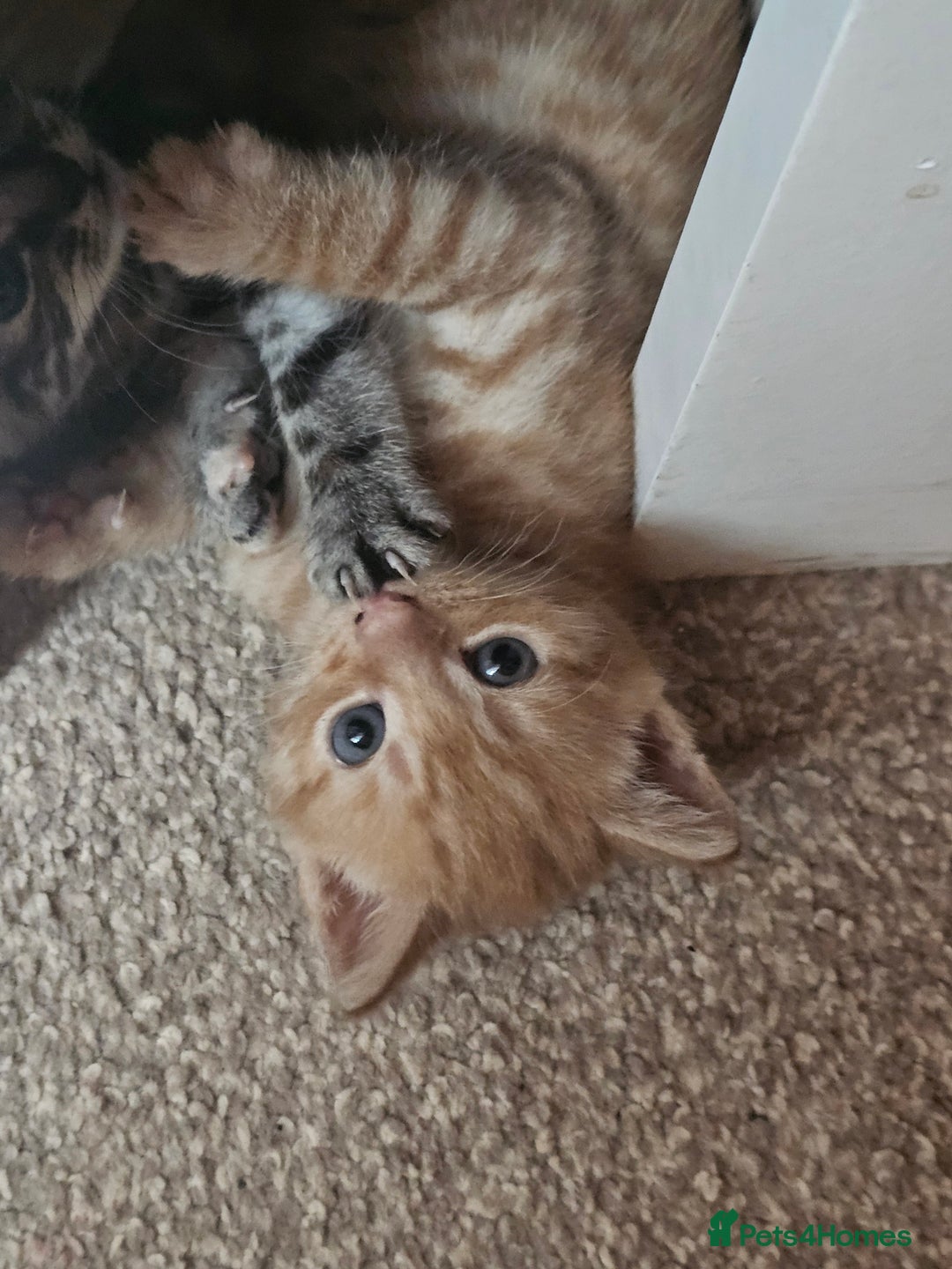 Mixed Breed cats for sale: 5 beautiful kittens - Image 9