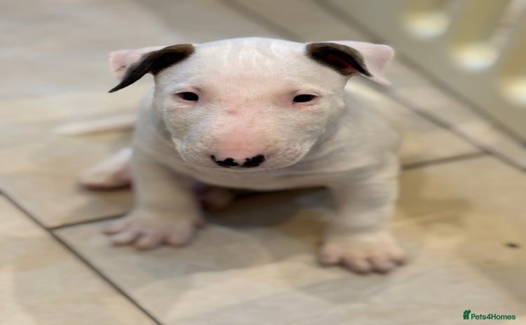 English Bull Terrier dogs - Advert 2