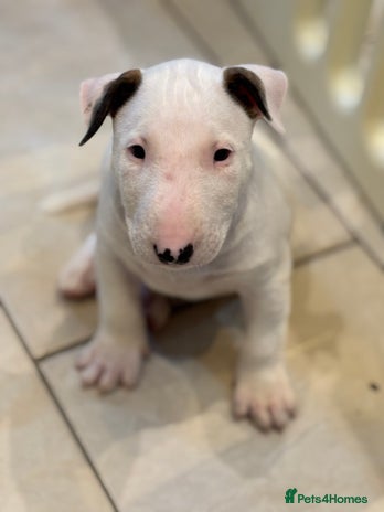 English Bull Terrier dogs - Advert 3