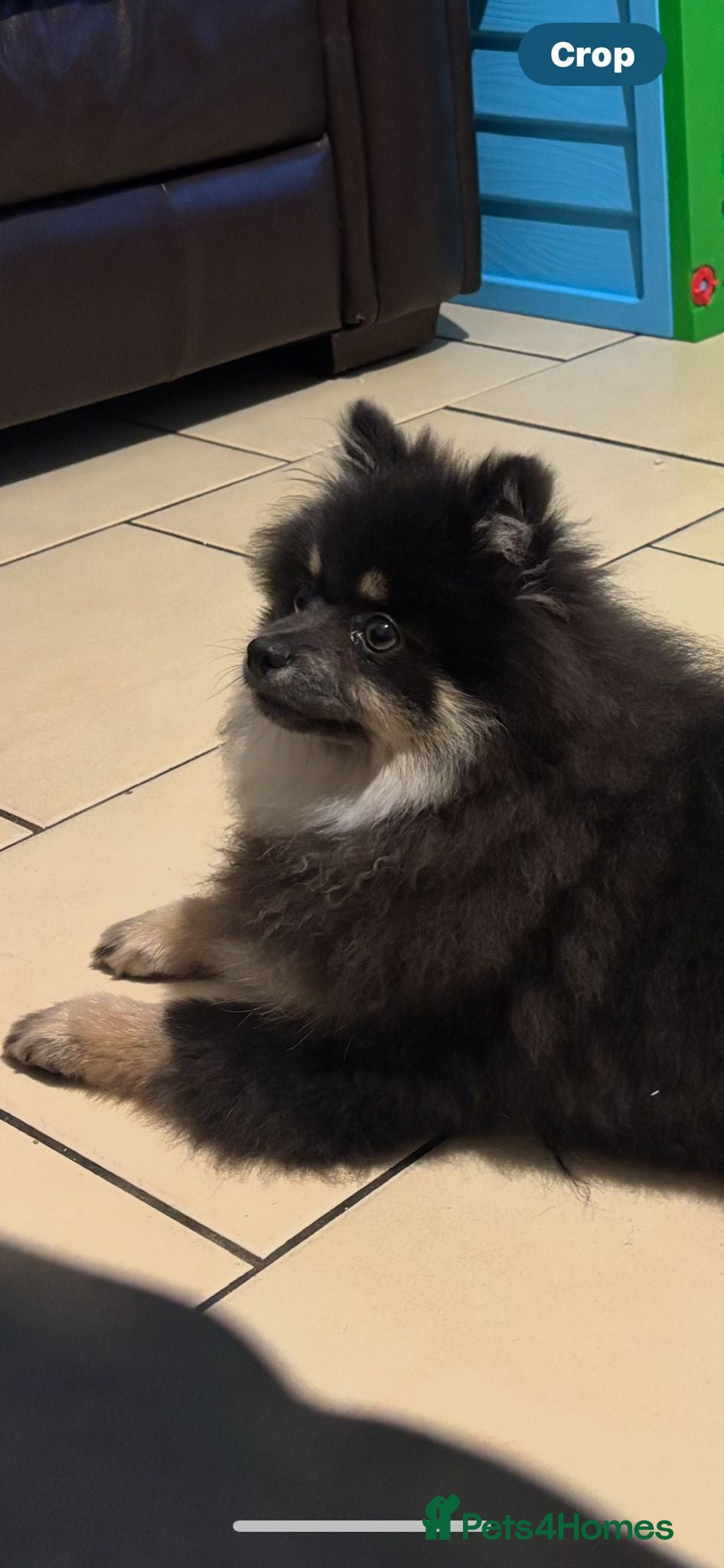 Pomeranian dogs Last kc reg girl available 5 half months old  ❤️ - Advert 17