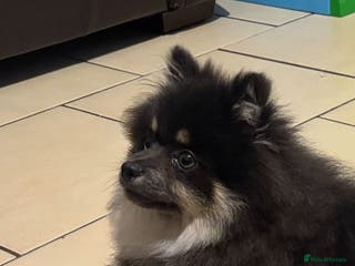 Pomeranian dogs Last kc reg girl available 5 half months old ❤️ - Advert 19