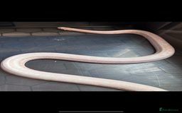 Corn Snake reptiles for sale: Corn snake adult corn snake female  - Advert 2