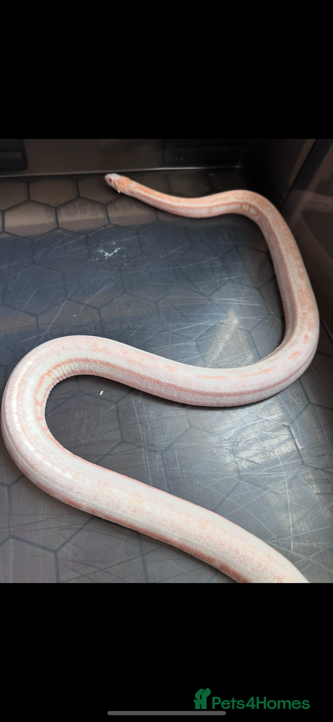 Corn Snake reptiles for sale: Corn snake adult corn snake female  - Advert 2