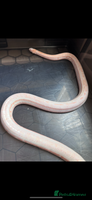 Corn Snake reptiles Corn snake adult corn snake female - Advert 4
