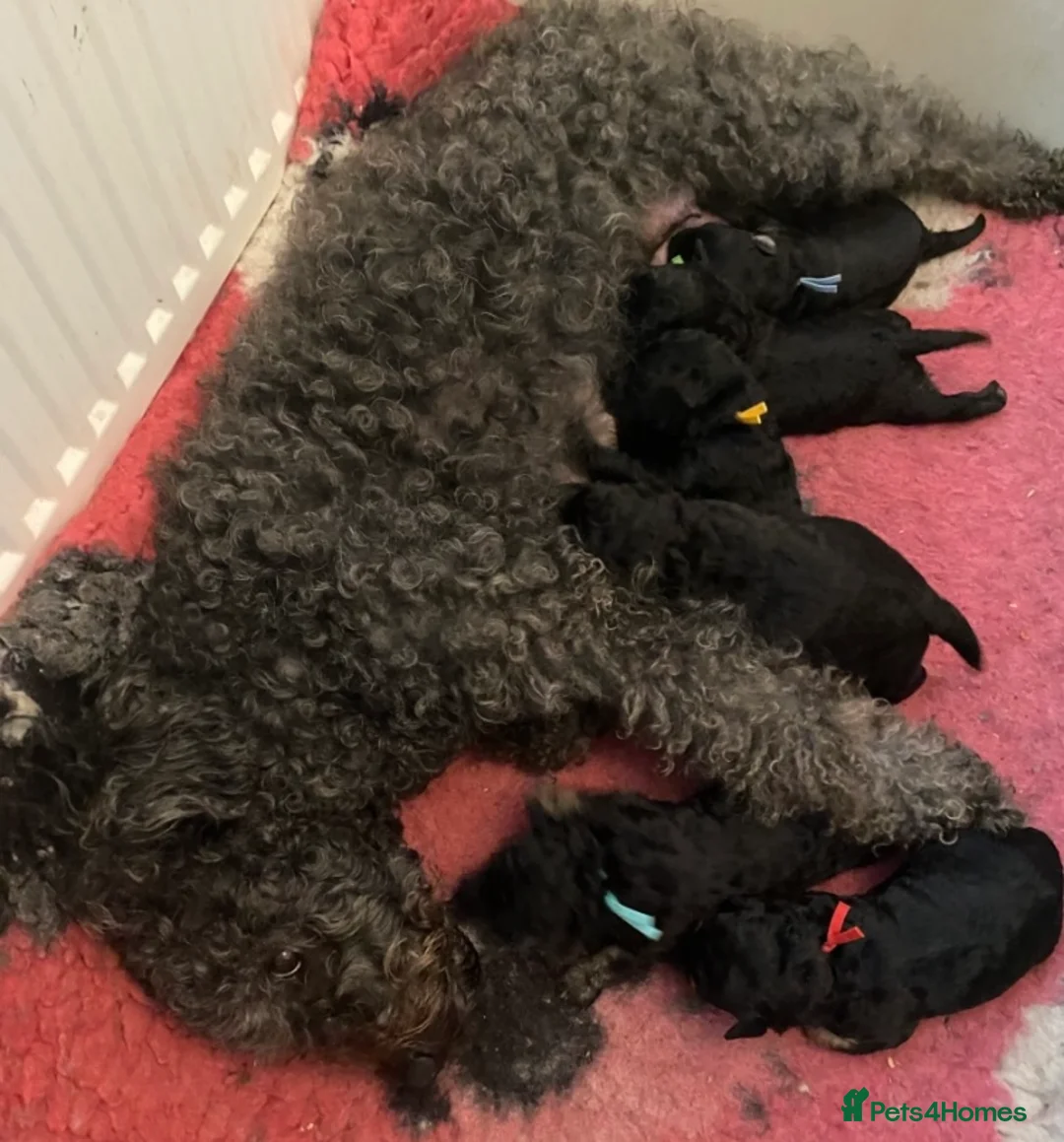 Hungarian Pumi dogs for sale: Rare Breed  - Advert 6