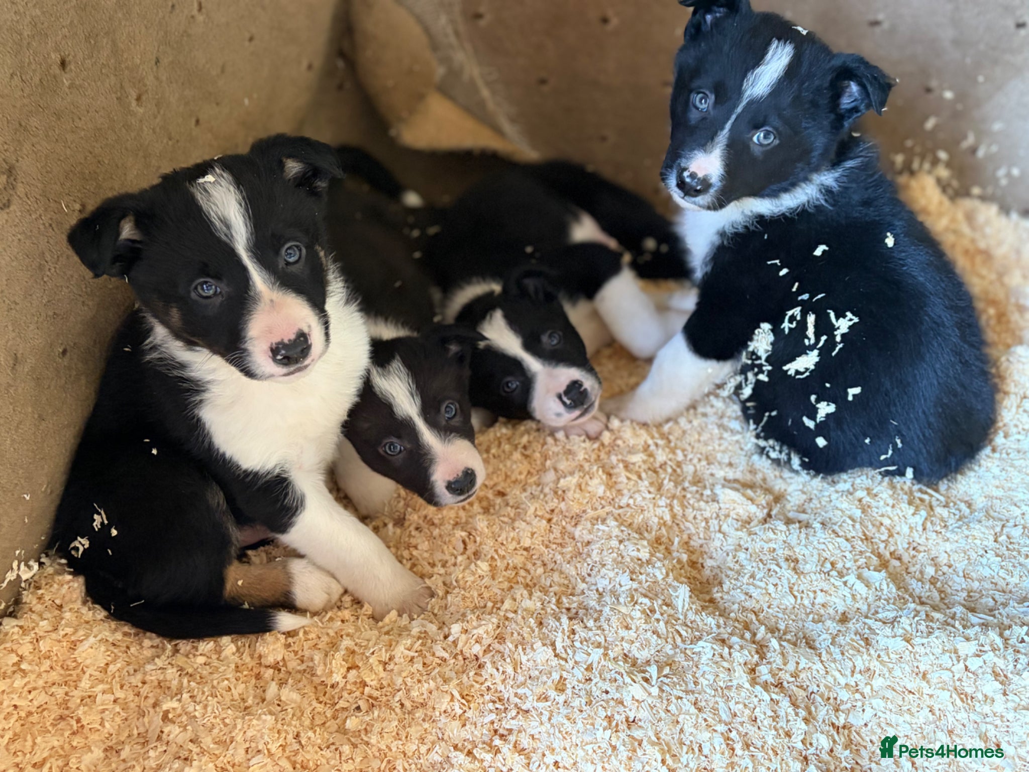 Border Collie dogs ⭐️2 Male Collie Sheepdog Pups⭐️ - Advert 7
