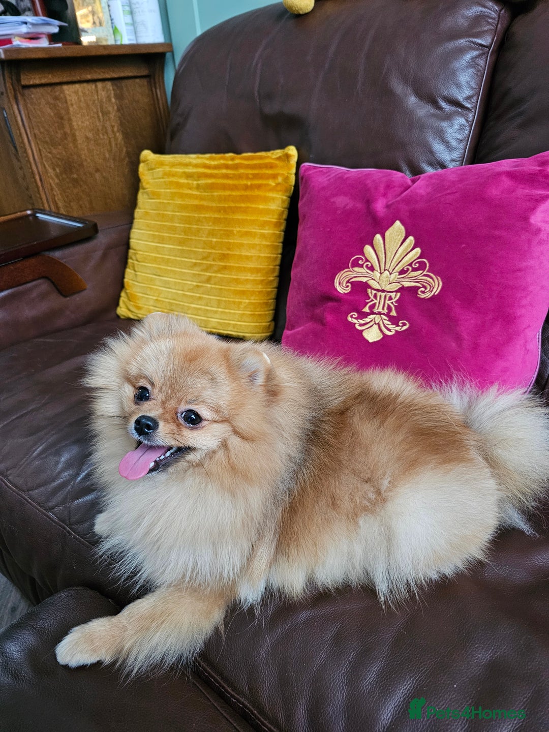Pomeranian dogs for sale: RKC Registered Girl – 11 Months Old, Tiny 2.1kg - Advert 5