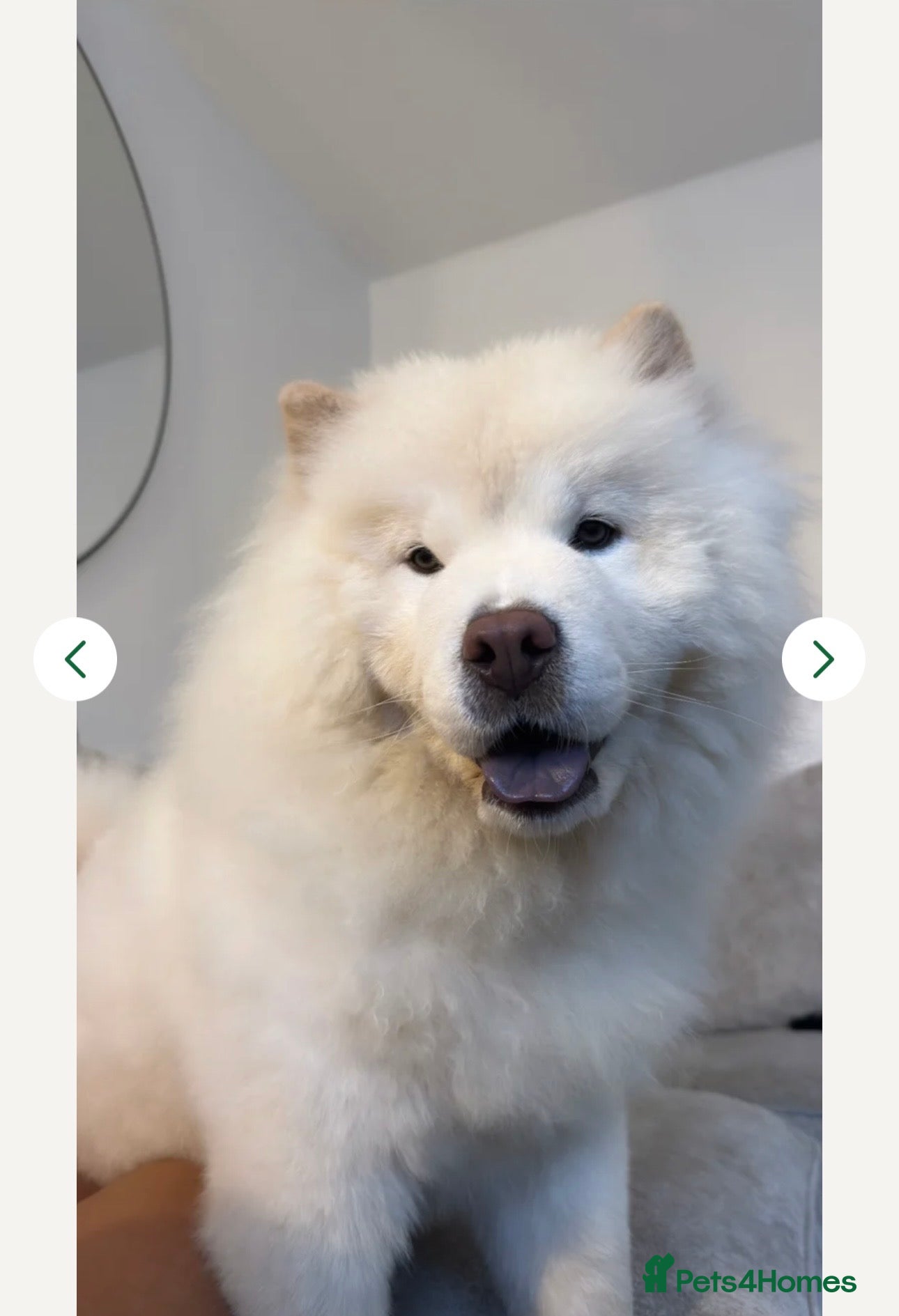 Chow Chow dogs Gorgeous Loving Chow Chow Girl, Age 1 in London - Advert 1
