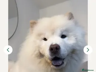 Chow Chow dogs Gorgeous Loving Chow Chow Girl, Age 1 in London - Advert 1