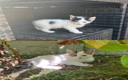 Mixed Breed cats for sale: Mixed fluffy kittens  - Image 2