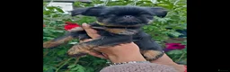 Griffon Bruxellois dogs for sale: Stunning Griffon Bruxellois puppies KC registered - Advert 14