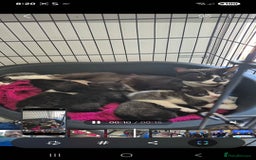 Mixed Breed cats for sale: Mixed Breed Kittens For Sale  - Image 2