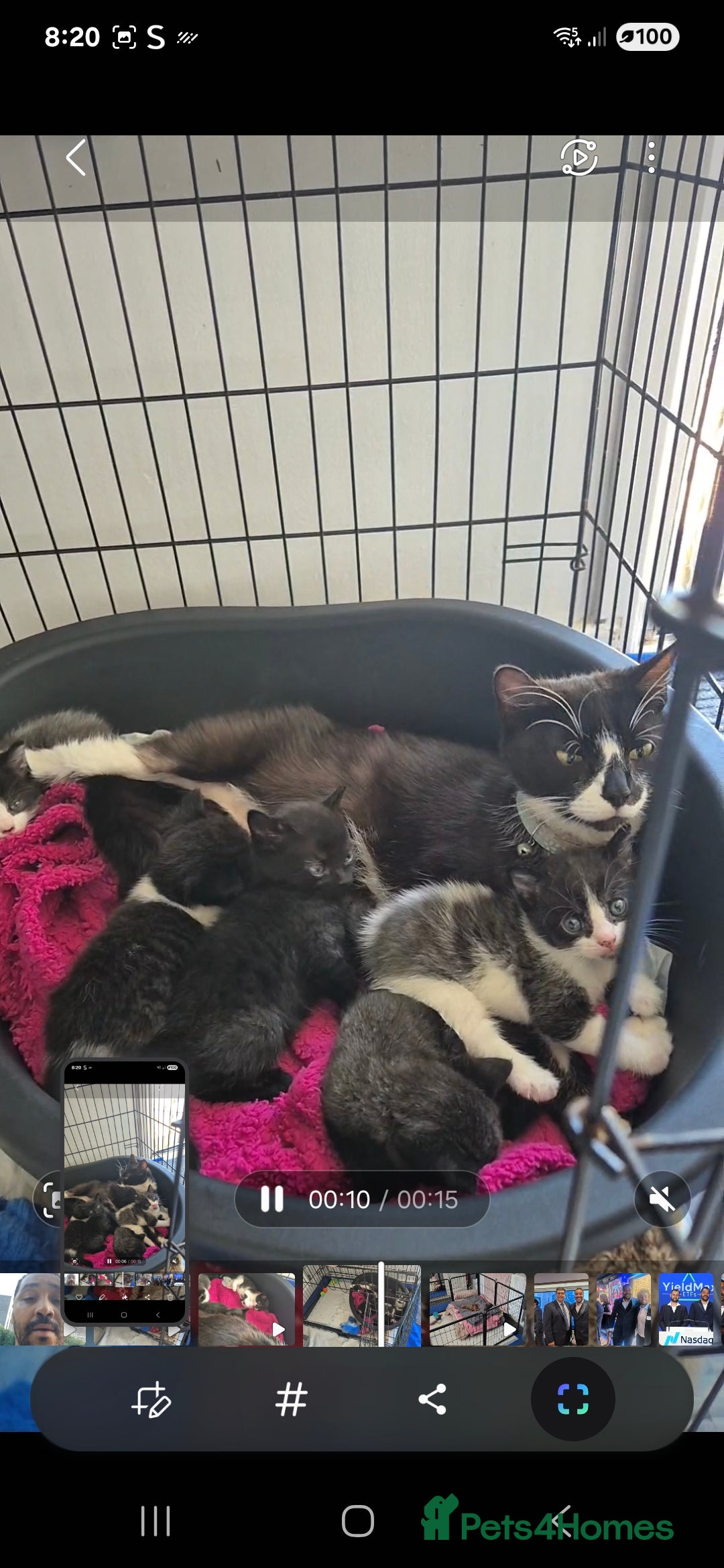 Mixed Breed cats for sale: Mixed Breed Kittens For Sale  - Image 2