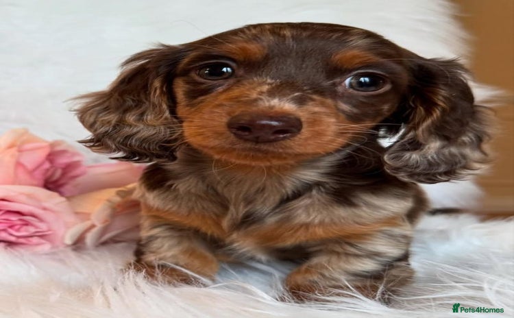 Miniature Dachshund dogs - Advert 1