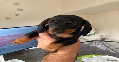 Dachshund dogs - Advert 8