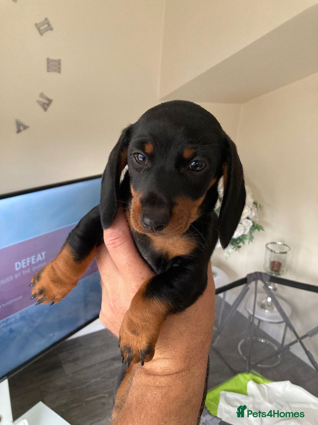 Dachshund dogs for sale: Miniature Sausage Dog Pups READY TO GO Dachshund  - Image 2