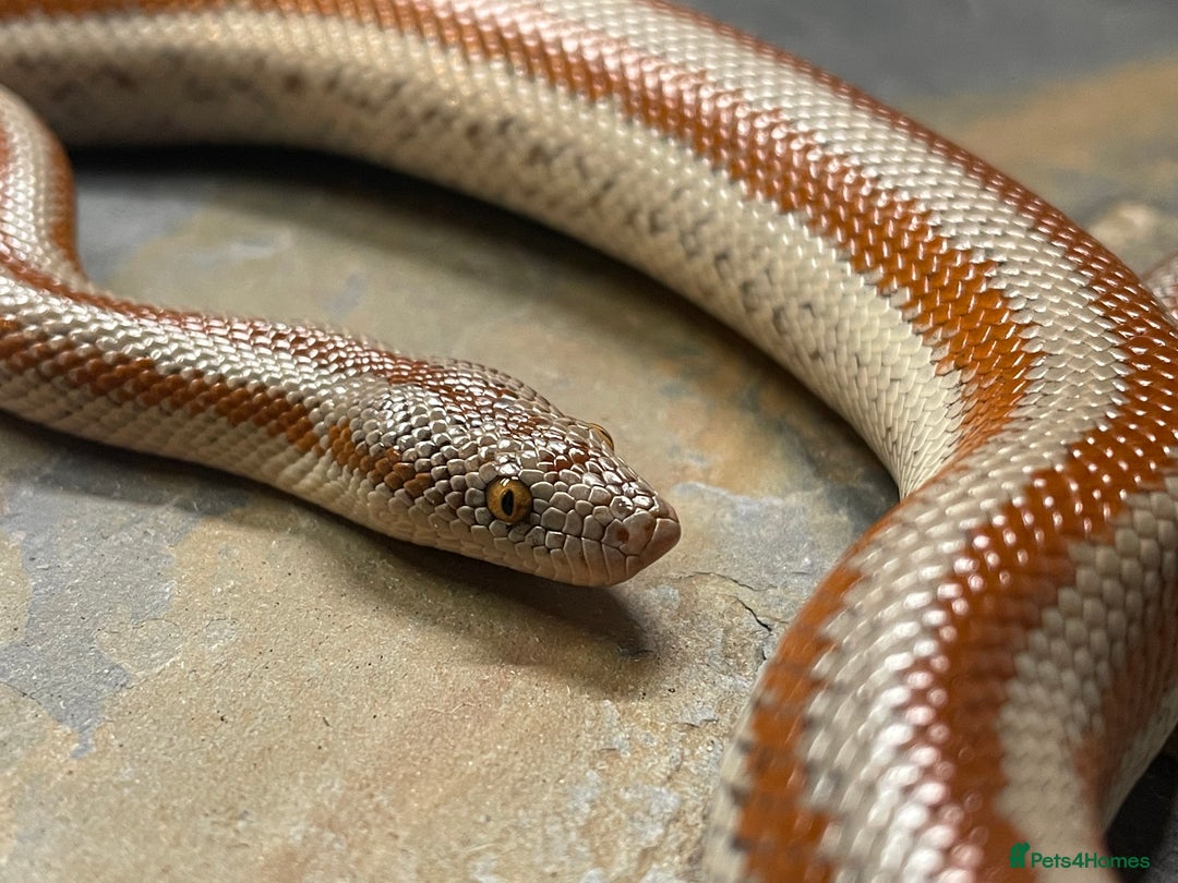 Snake reptiles for sale: Mid Baja Rosy boa babies and juveniles - Image 4