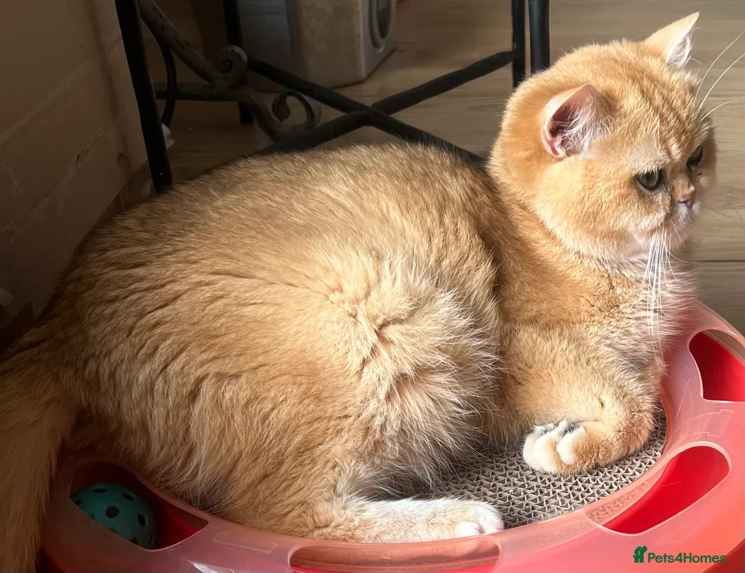 British Shorthair cats for sale: 🏆 Golden NY12 British Shorthair Girl 🏆 - Advert 7