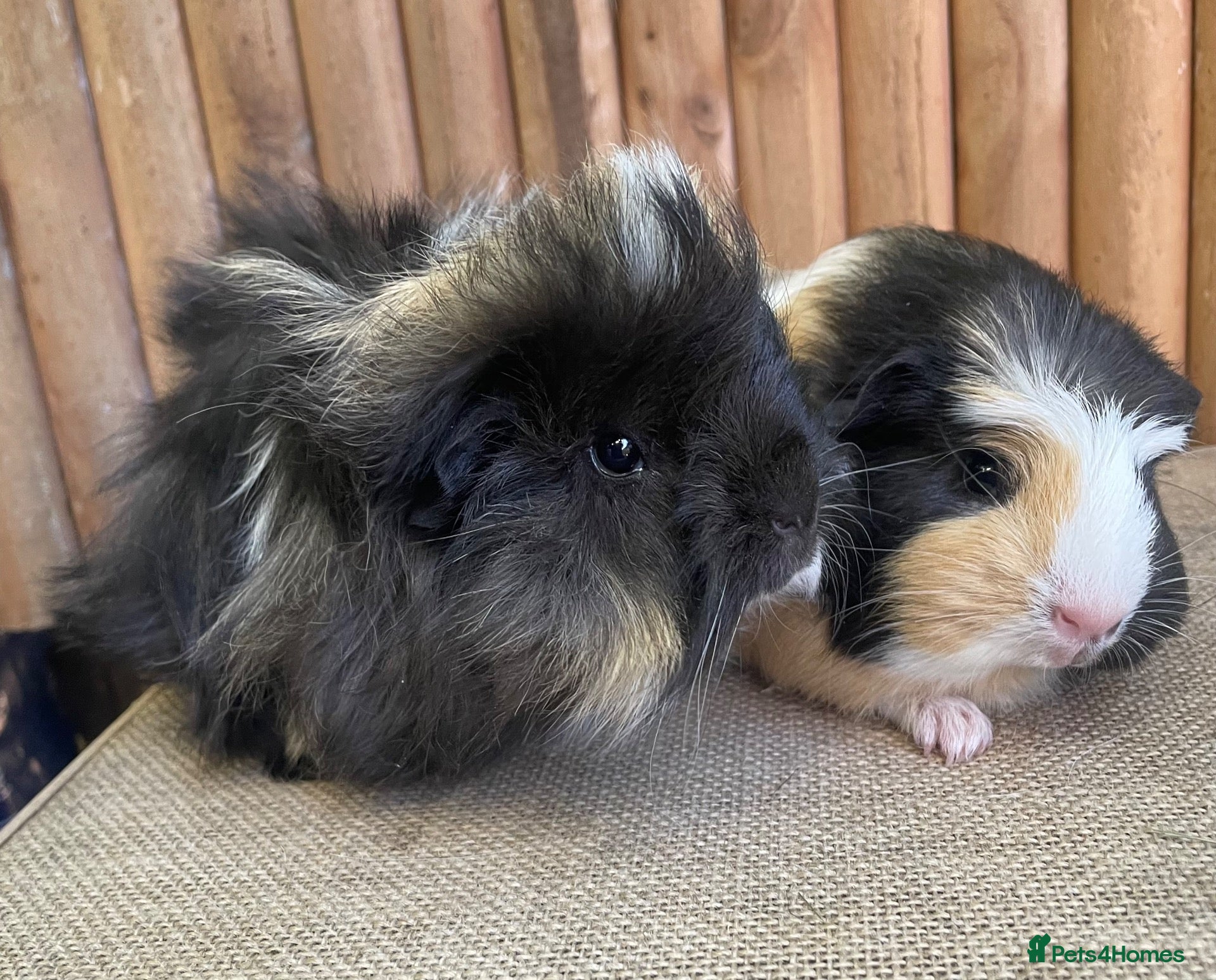 Guinea Pig rodents Baby sows - Advert 21