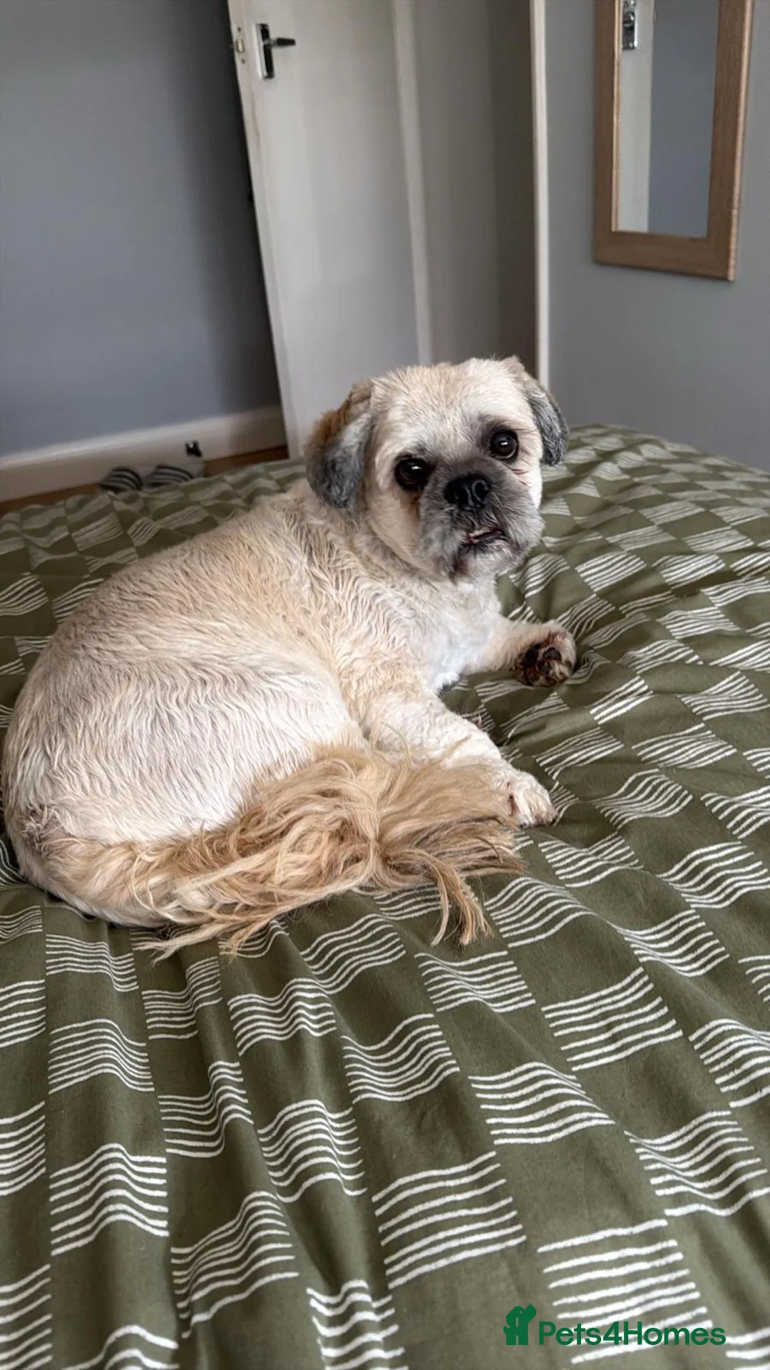 Lhasa Apso dogs for sale: Neutered male Lhasa Apso (5 years old) in Chessington - Advert 2