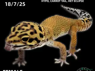 Leopard Gecko reptiles LEOPARD GECKOS (Hatchlings,Juvenile,Adult ) - Advert 2