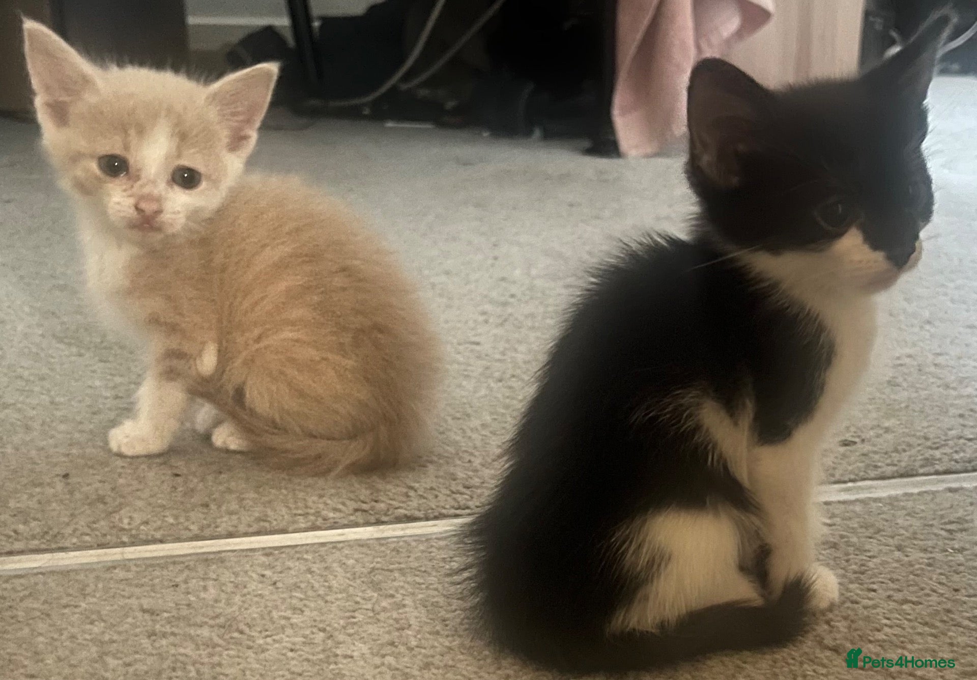 Mixed Breed cats Two gorgeous kitten ready for new homes! - Advert 4