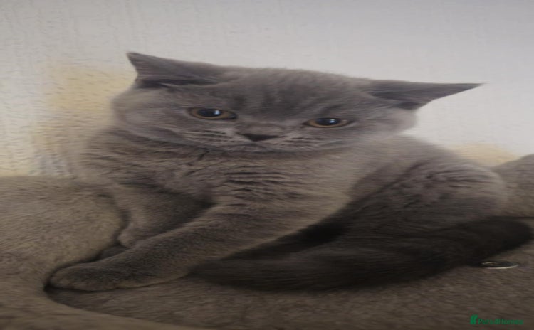 British Shorthair cats - Advert 7