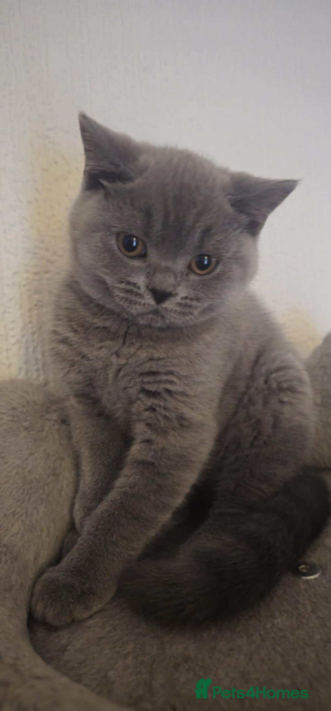 British Shorthair cats for sale: British Shorthair kitten(girl)  - Image 1