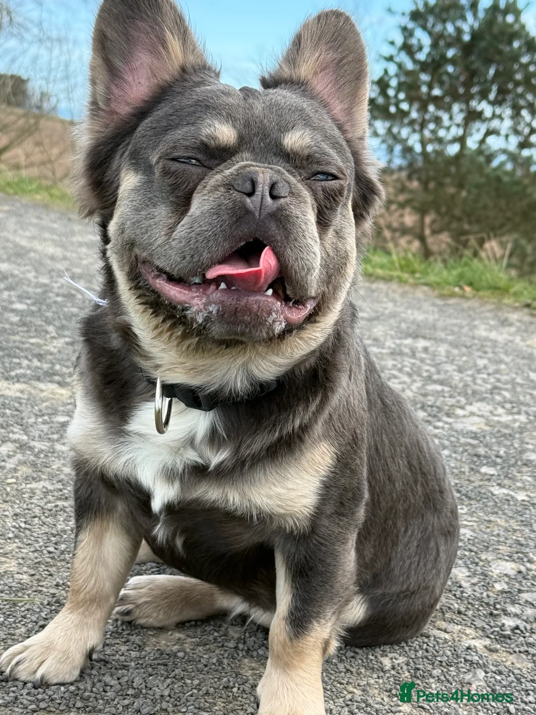 French Bulldog dogs for stud: Lilac and tan carrying cream , fluffy L3 L1 in Dundee - Advert 2