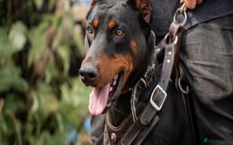 Dobermann dogs for sale: F1b working dobermann puppies - Image 8