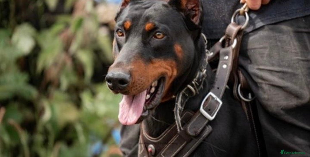 Dobermann dogs for sale: F1b working dobermann puppies - Image 8