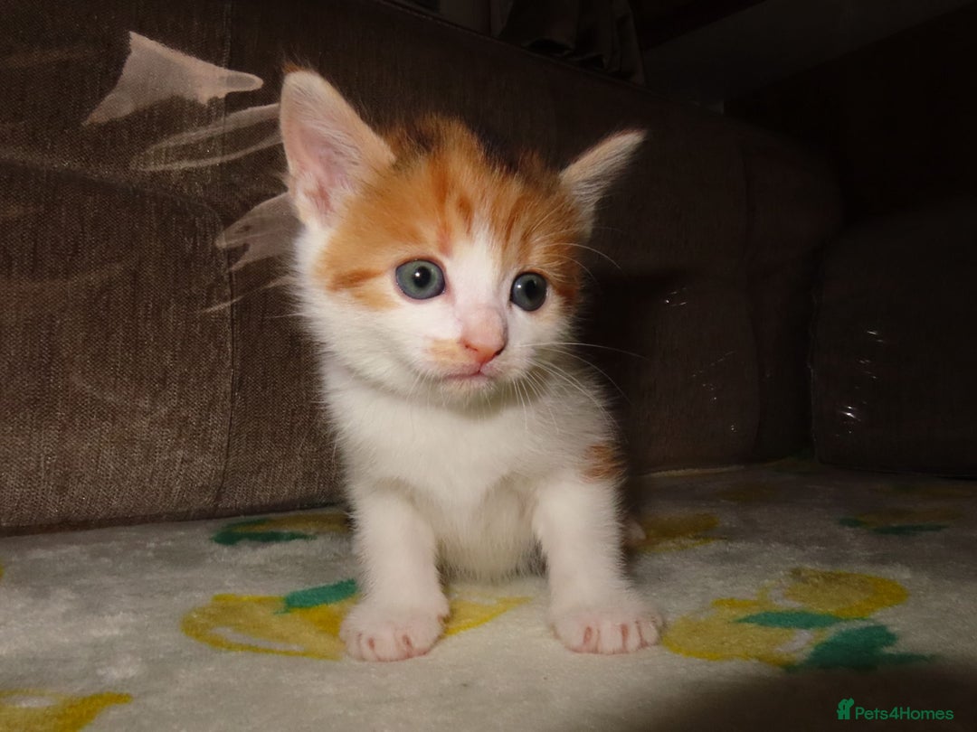 British Shorthair cats for sale: Kittens - Image 12