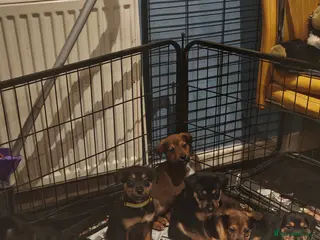 Mixed Breed dogs Rottweiler x lurcher - Advert 2