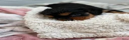 Cavalier King Charles Spaniel dogs for sale: Beautiful Cavalier King Charles Spaniel Puppies in Hitchin - Advert 6
