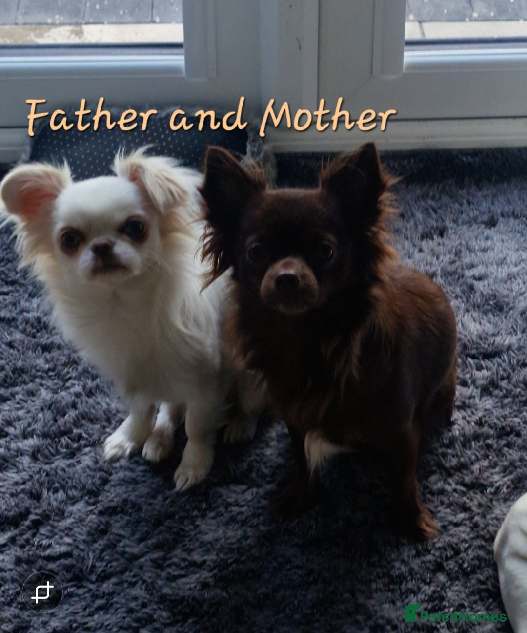 Chihuahua dogs Beautiful Chihuahua Puppies  - Advert 1