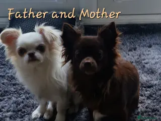 Chihuahua dogs Beautiful Chihuahua Puppies - Advert 1