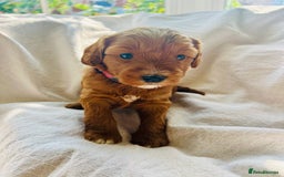 Double Doodle dogs for sale: Miniature GOLDENDOODLE puppies - Image 33