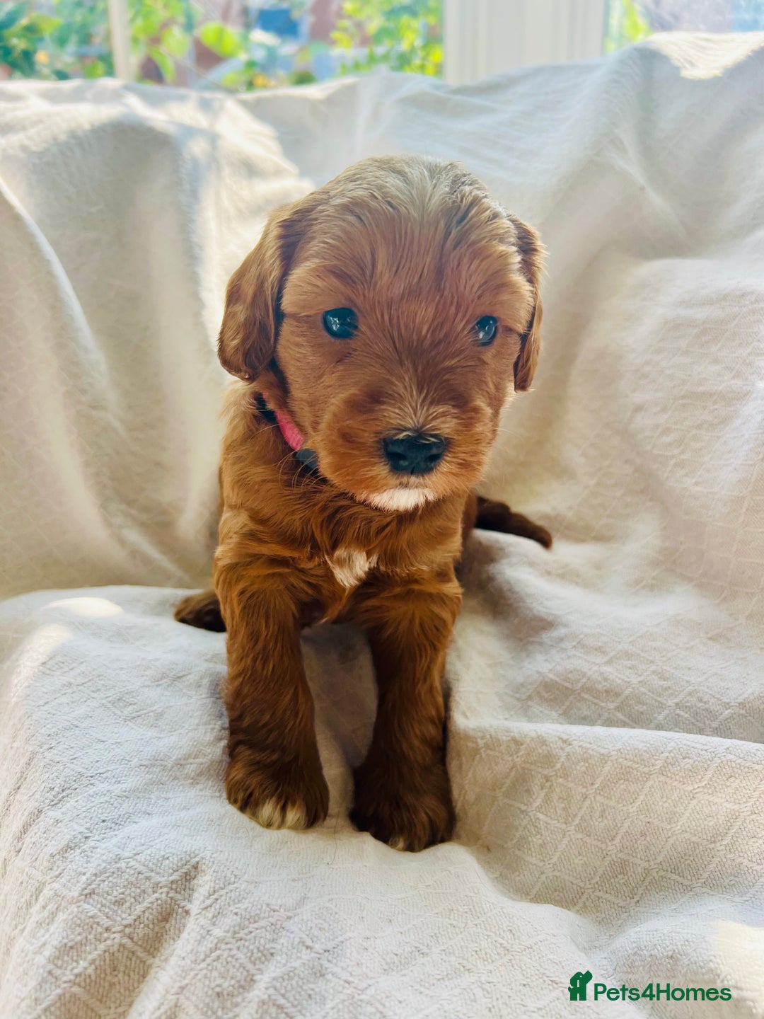 Double Doodle dogs for sale: Miniature GOLDENDOODLE puppies - Image 33