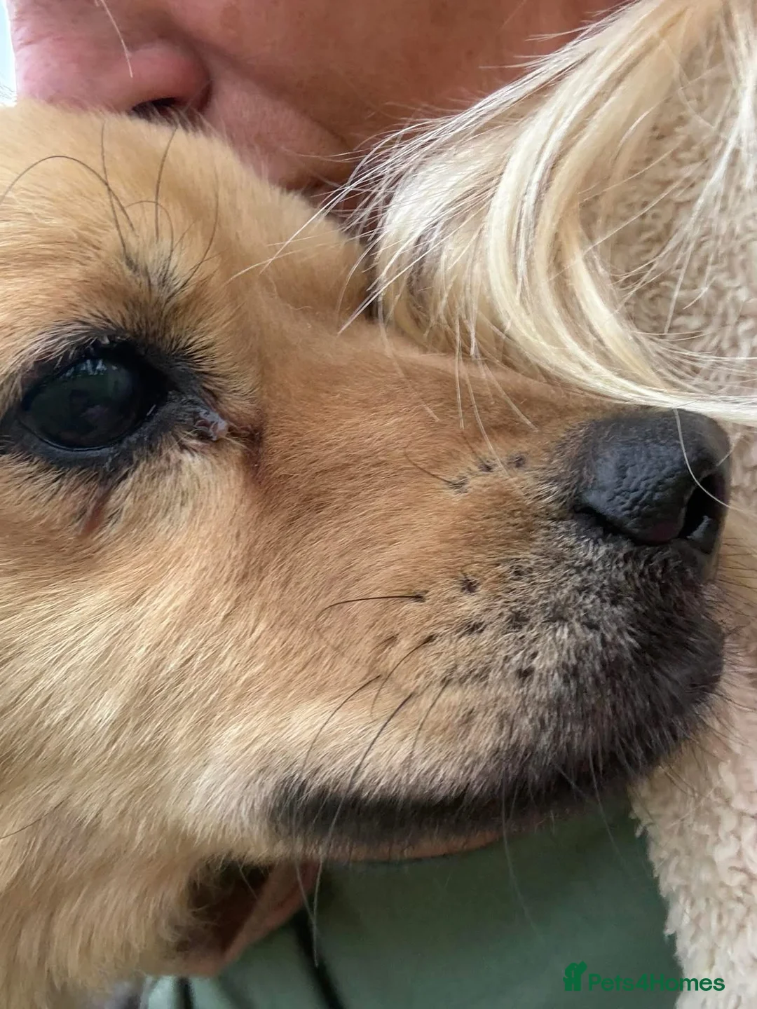 Mixed Breed dogs for adoption: Lol - Norwich Norfolk  - Advert 2