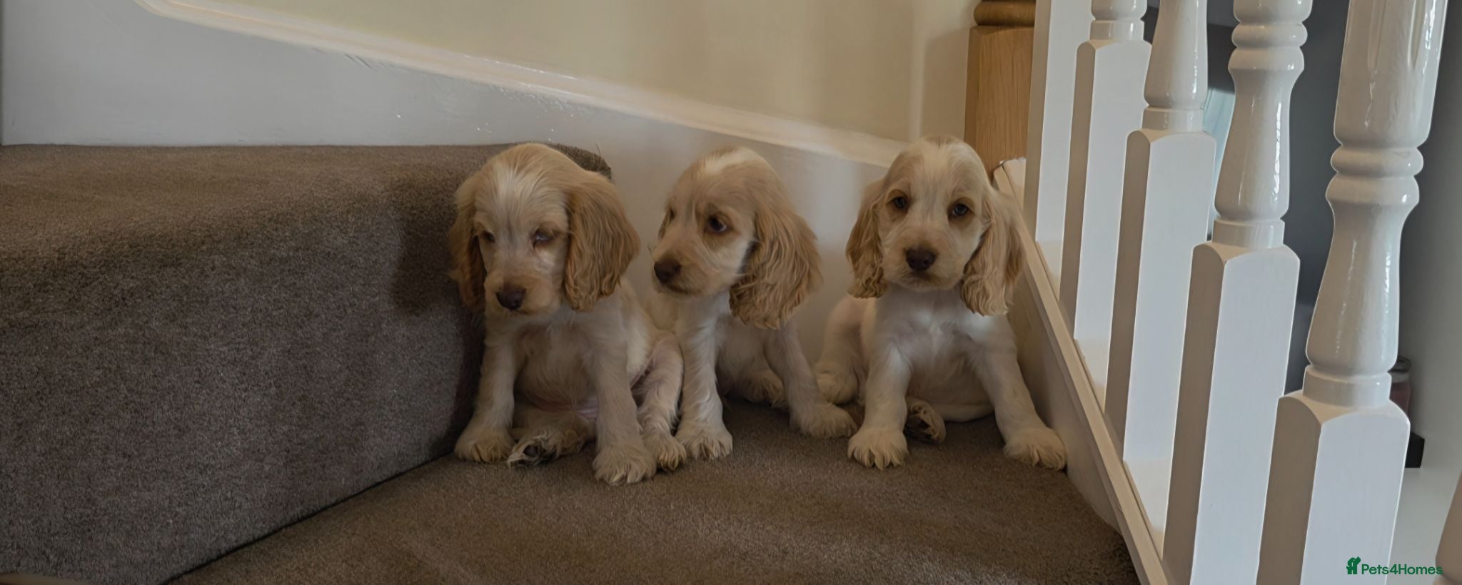Cocker Spaniel dogs Beautiful kc reg show cockers READY NOW  - Advert 2